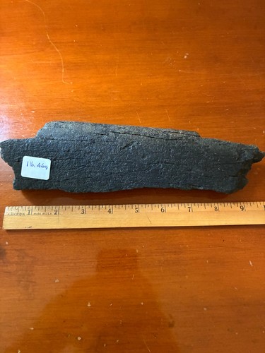 Large whale rib bone - whale,