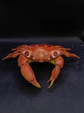 Large carpilius maculatus