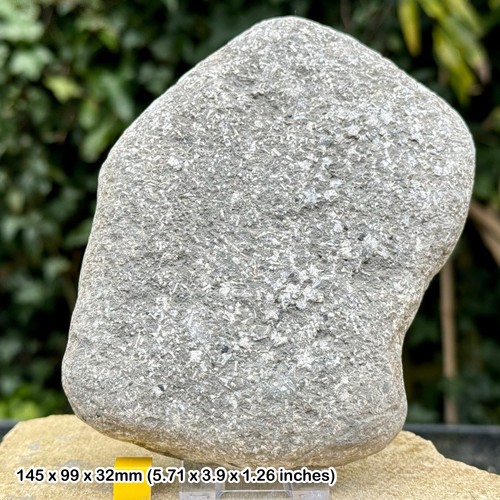 Jurassic crinoid star slab - star,