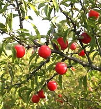 2 LIVE chickasaw plum trees 2
