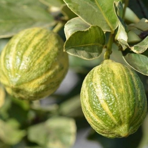 Variegated lemon grafted tree - variegated,
