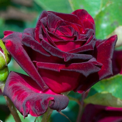 Rose black baccara - rose, ngw