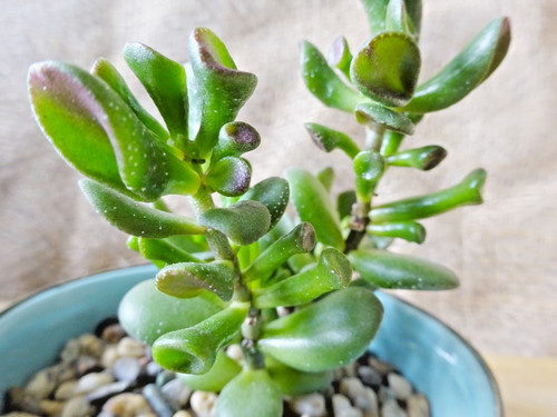 Crassula ovata hobbit - crassula,