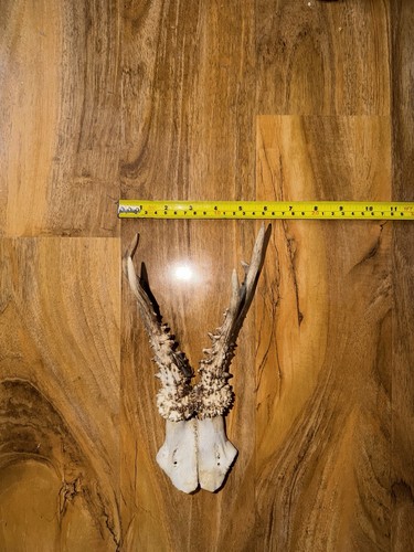 Deer antlers natural - deer,