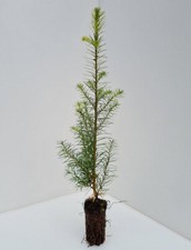 5 Douglas Fir Trees- Pseudotsuga Menziesii - 30 cm