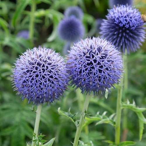 Echinops ritro globe - 6x,
