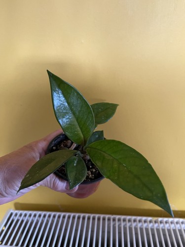 Hoya carnosa actively - hoya,