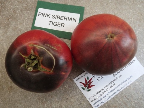 Pink siberian tiger tomato - tomato,