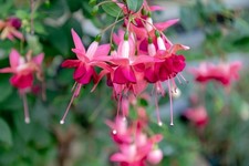 Fuchsia Plant 'Patricia Hodge'