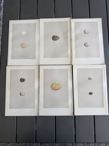 Morris nests eggs of - f.,