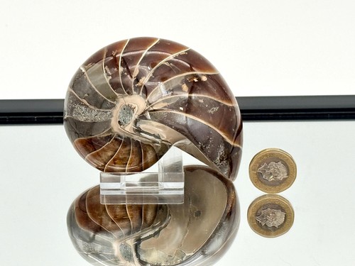 Large nautilus fossil - large,