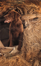 DOG  POSTCARD  CHESAPEAKE BAY RETRIEVER  LARGE SIZE  UNUSED  VERY GOOD MINT
