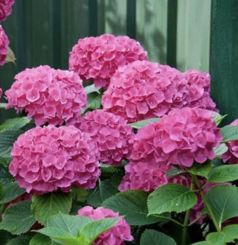 Giant pink hydrangea 10cm - hydrangea,