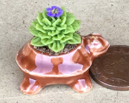Dolls house cactus - house, in