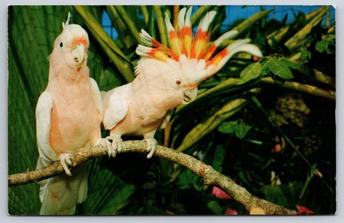 Salmon crested cockatoos - salmon,