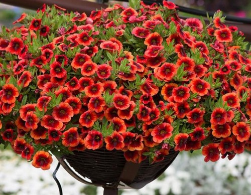 Calibrachoa trailing petunias - trailing,