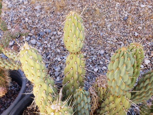 Blue opuntia miqueliopuntia - opuntia*,