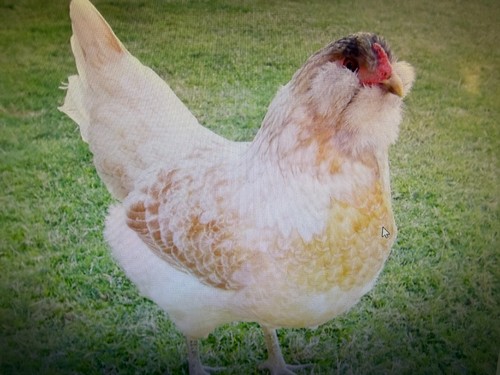 Haching eggs - haching, egger)