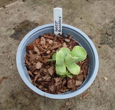 PRIMULA AURICULA FOREST