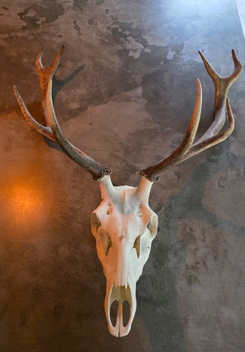 Large vintage deer skull and - vintage,