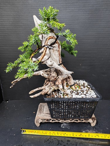Tanuki needle juniper bonsai - tanuki,