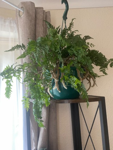Davallia - (rabbit's, fern)
