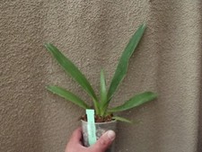 Paphiopedilum parishii x