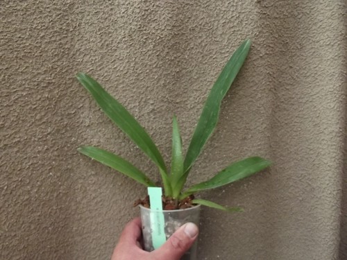 Paphiopedilum parishii - , x