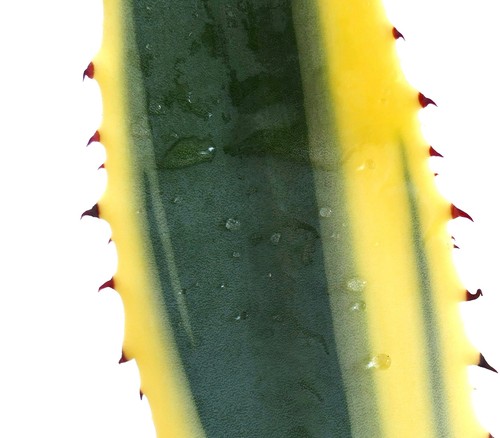 Agave americana marginata