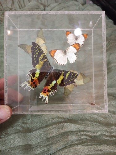 Taxidermy round winged - taxidermy, orange