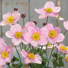 Three plants mature Japanese