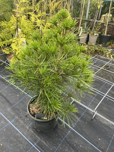 Umbrella pine tree - umbrella,