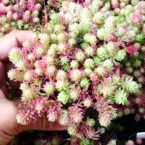 Sedum hispanicum 5cm with - hispanicum,