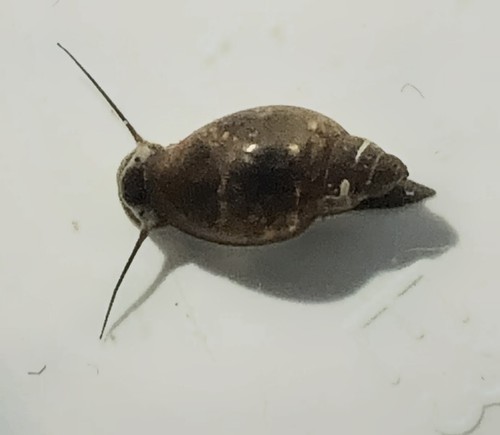 Bladder snails live aquarium - bladder,