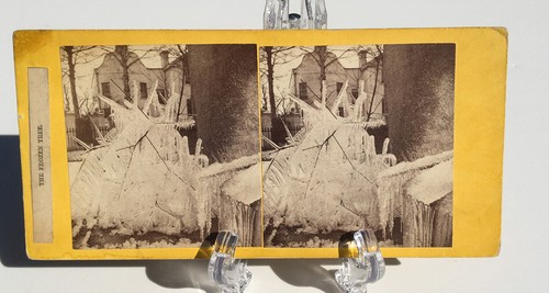 The frozen tree - frozen, with