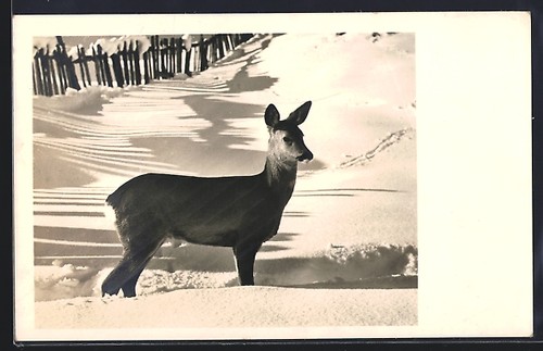 Photo postcard amag 67908 - postcard, no.