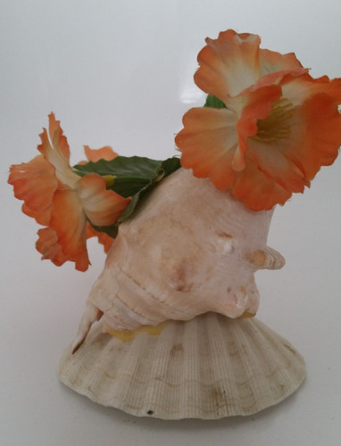Vintage conch and - conch,