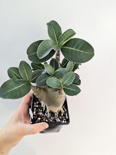 5x Desert Rose/Adenium Arabicum  seeds  Flower Plant Seeds UK