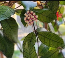 Hoya Gunung Gading Potted Rooted Plant