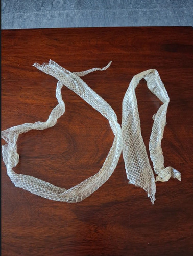 Corn snake shed - b,
