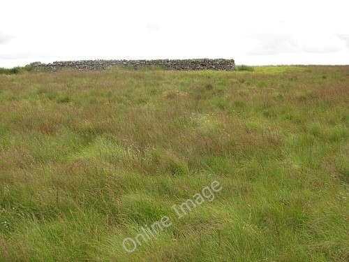 Photo 6x4 sheep fank woolfords - 6x4,