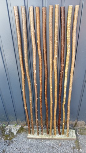 Hazel walking stick shanks - hazel,