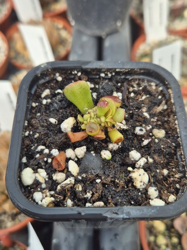 Crassula gimli jade - jade, very
