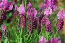 FRENCH LAVENDER LAVENDULA