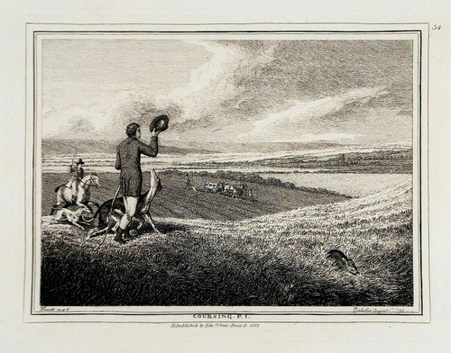 Old antique print hare - print,