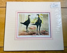 POULTRY HENS BROWN RED GAME BANTAMS OLD 1911 ANTIQUE ART PRINT by  J. W. LUDLOW