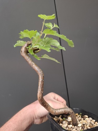 Silver birch bonsai - silver,