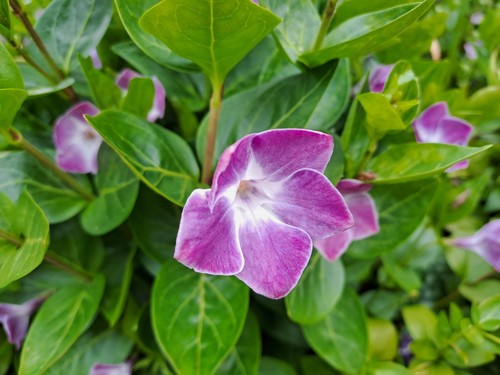 Vinca jenny pym unusual - vinca, pym'