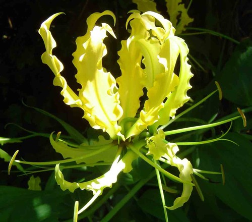Gloriosa superba lutea glory - superba,