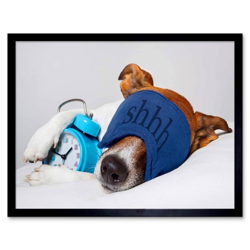 Jack russell dog sleeping - jack,